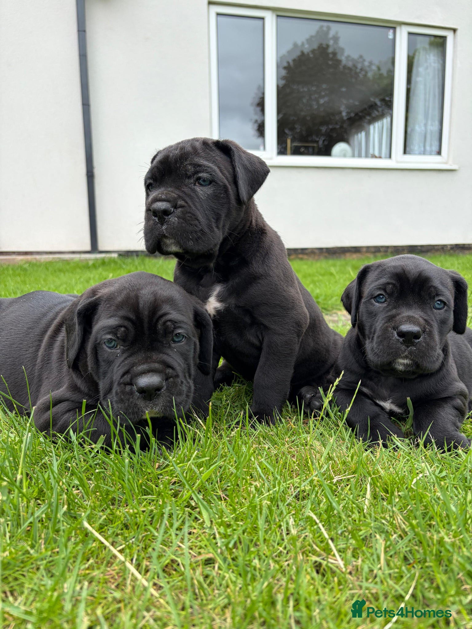 Cane Corso dogs BEAUTIFUL CANE CORSO PUPPIES - Advert 2