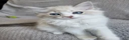 Ragdoll cats for sale: Registration Ragdoll kittens  - Advert 13