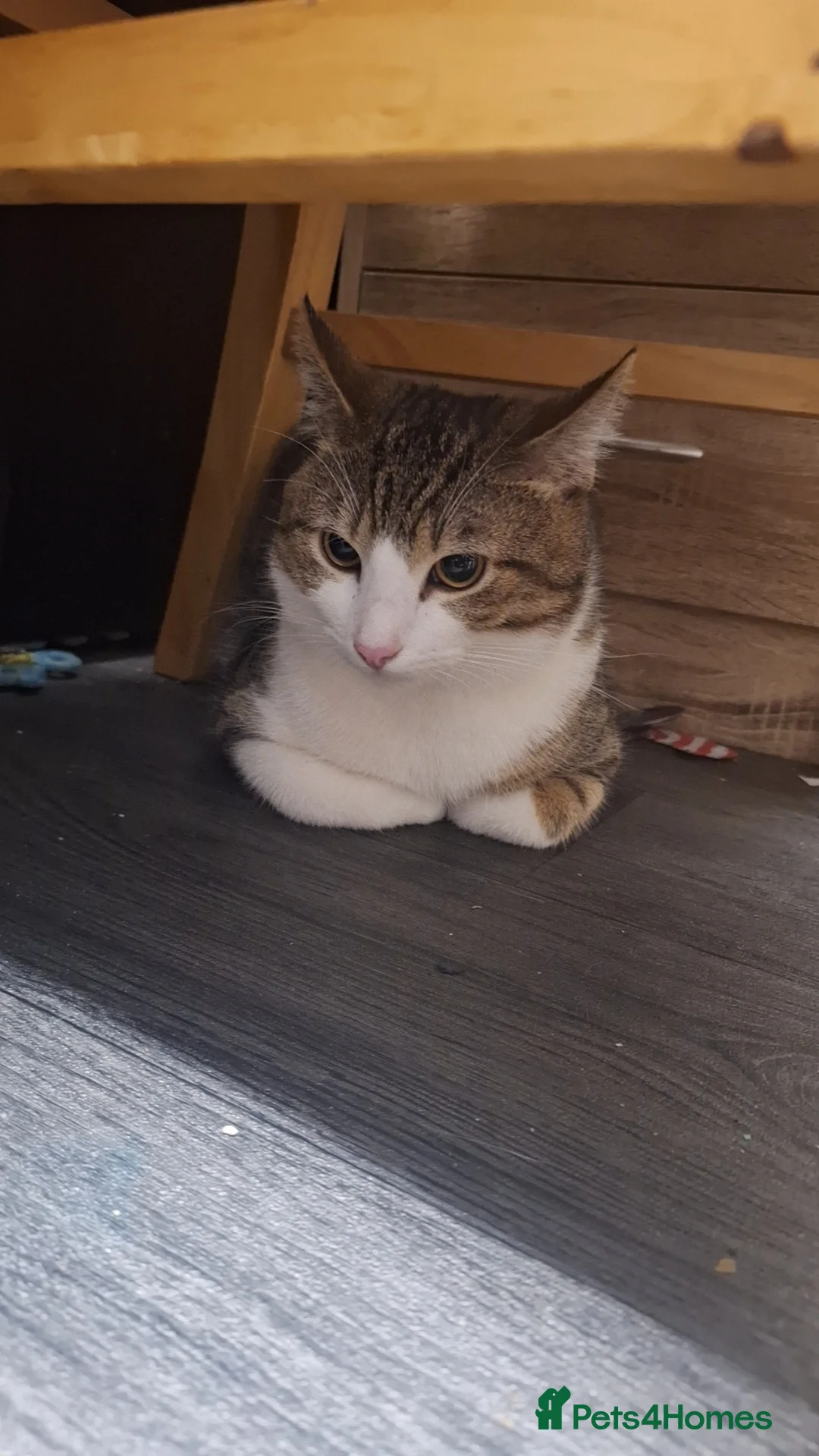 Mixed Breed cats for sale: 2 male cats for sale in Burnley - Advert 6