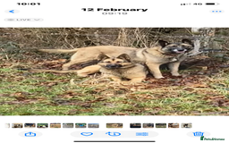 Mixed Breed dogs for sale: GSD X Akita puppies looking for new homes in Oct - Image 5