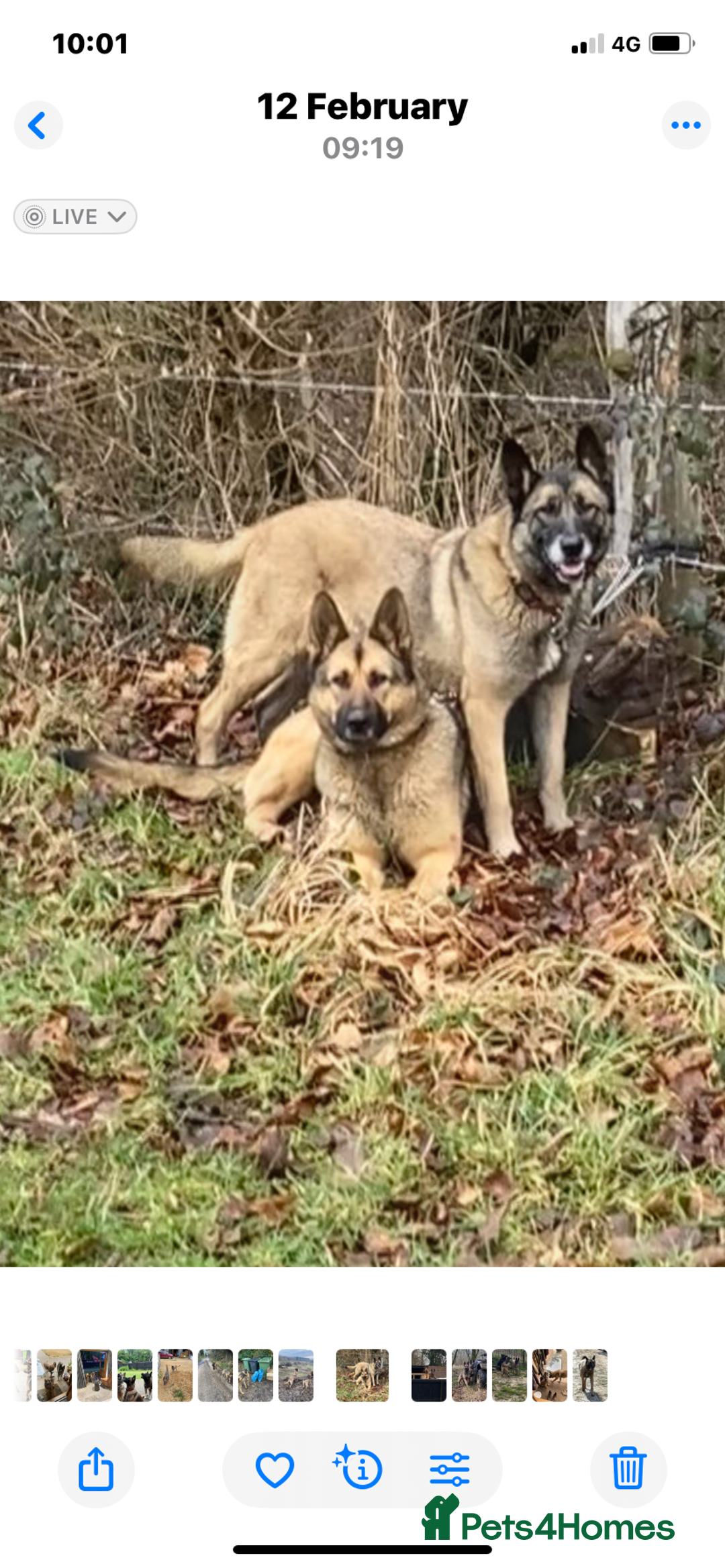 Mixed Breed dogs for sale: GSD X Akita puppies looking for new homes in Oct - Image 5