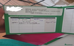 British Longhair cats for sale: Beautiful British Longhair female  - Advert 6