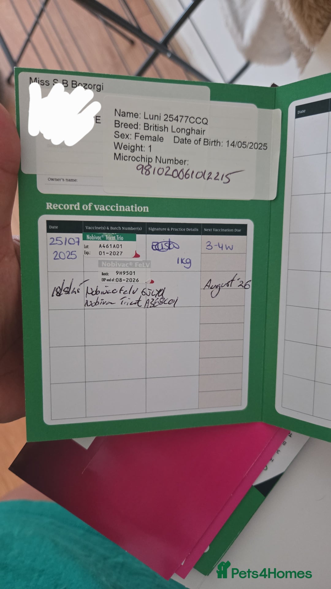 British Longhair cats for sale: Beautiful British Longhair female  - Advert 6