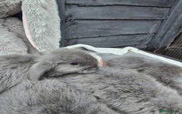 Continental Giant rabbits for sale: Giant french lops - Image 9