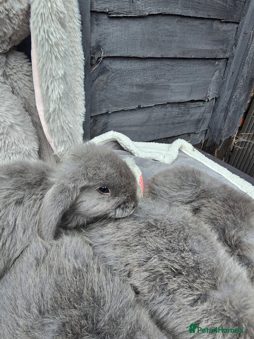 Continental Giant rabbits for sale: Giant french lops - Image 9