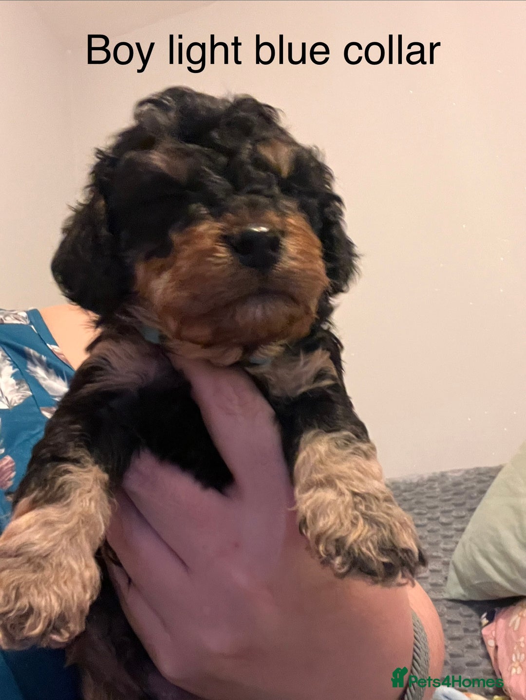 Cockapoo dogs for sale: Adorable F2 Cockapoo Puppies - Advert 15