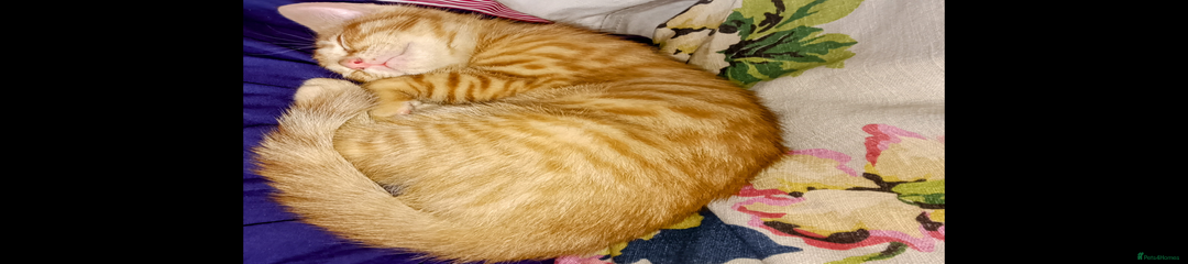 Ginger #3