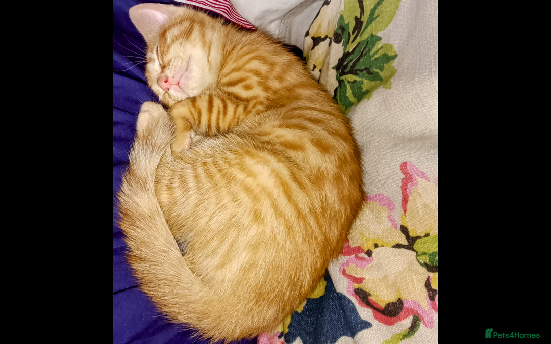 Mixed Breed cats for sale: Beautiful smiley kittens  - Image 9