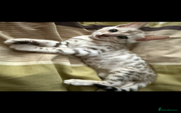 Bengal cats for sale: BENGAL KITTENS FOR SALE - Image 15
