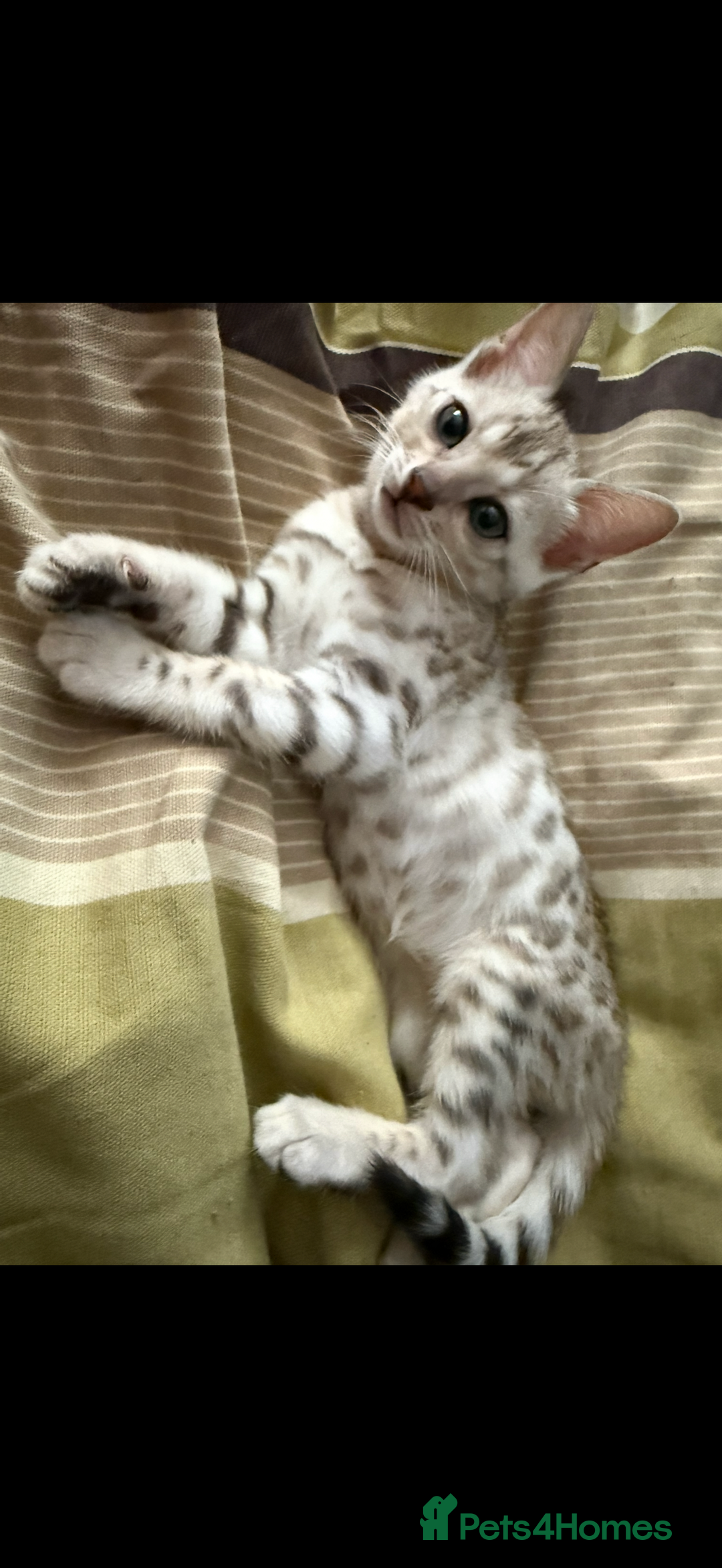 Bengal cats for sale: BENGAL KITTENS FOR SALE - Image 15