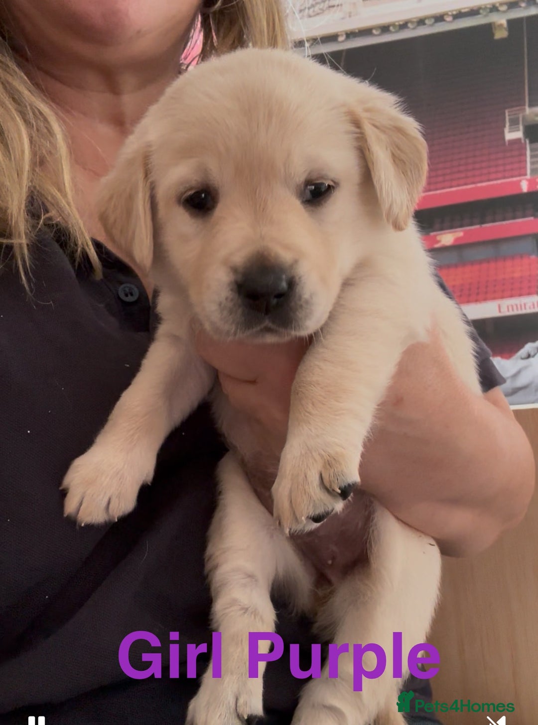 Goldador dogs for sale: Goldadors from KC registered parents  - Advert 2