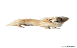 Miniature Dachshund dogs for stud: Long coat cream stud - Image 2