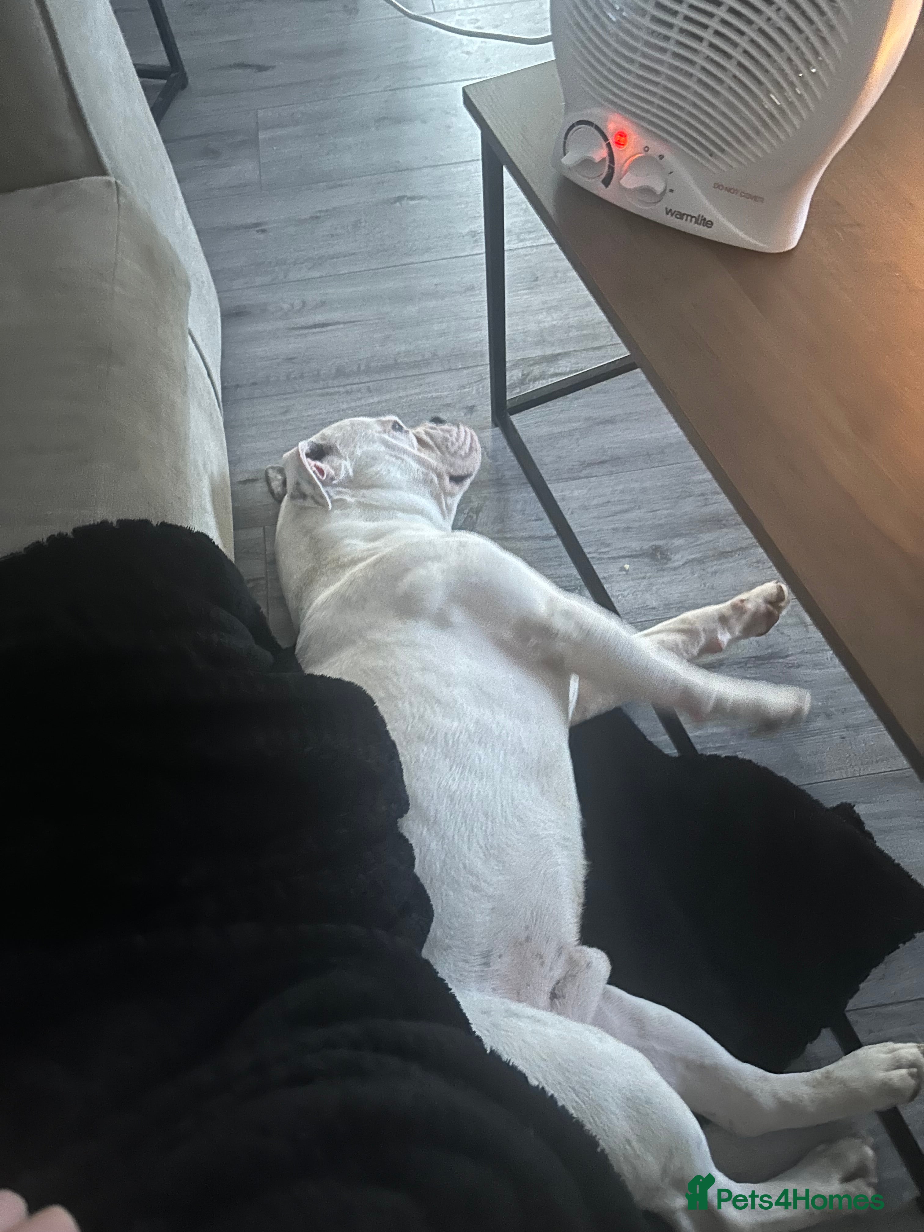 Old Tyme Bulldog dogs Bouver  - Advert 2