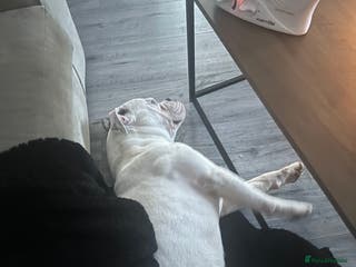 Old Tyme Bulldog dogs Bouver - Advert 22