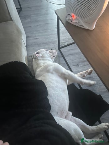 Old Tyme Bulldog dogs Bouver - Advert 3