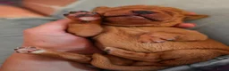 Labrador Retriever dogs for stud: Well proven FOX RED Labrador stud - Advert 10
