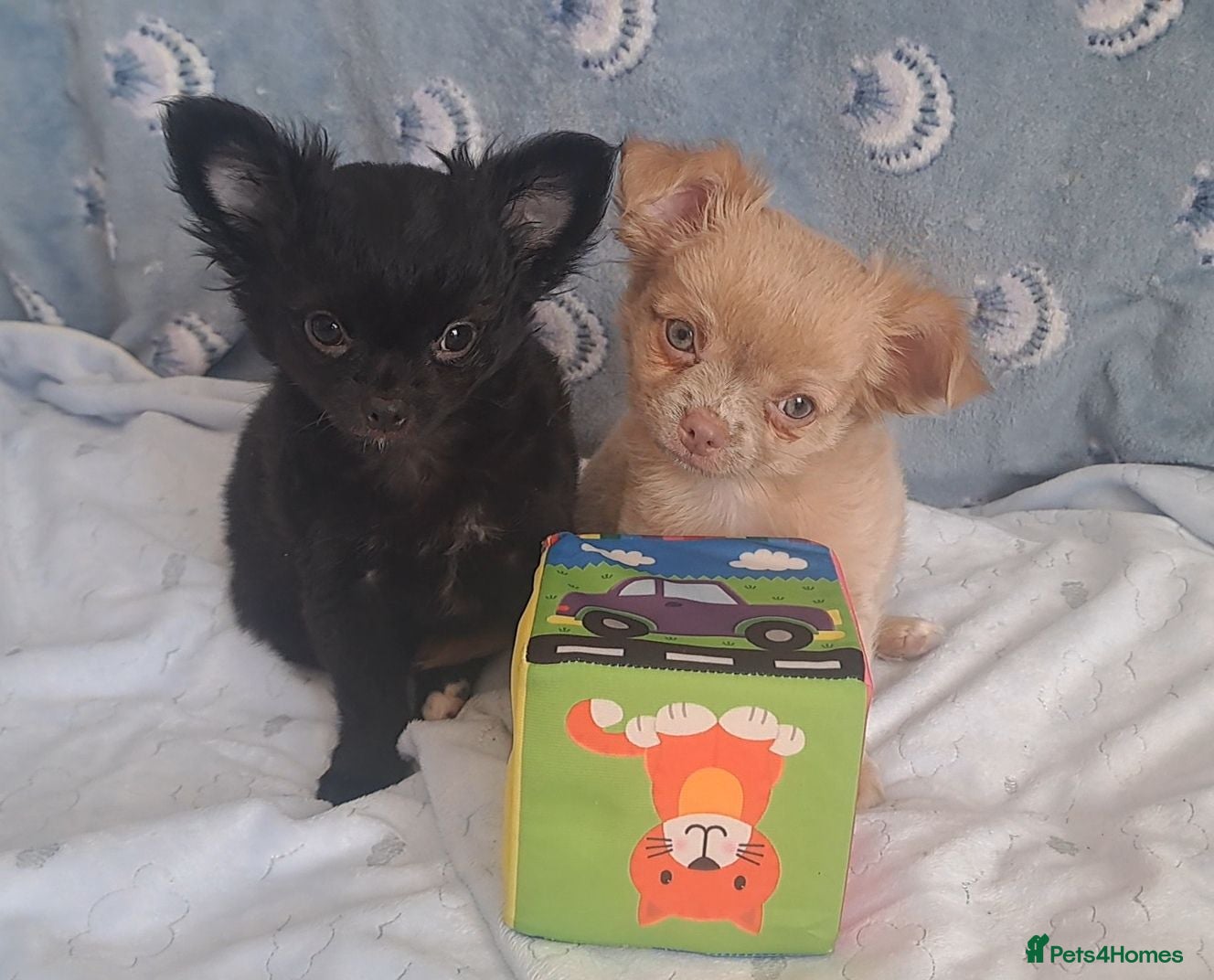 Chihuahua dogs Last 2 long coat Chihuahua male pups available - Advert 16