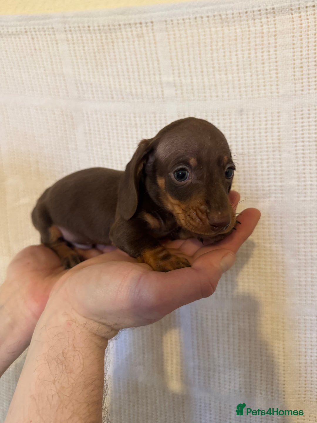 Miniature Dachshund dogs for sale: KC registered miniature dachshunds  - Advert 12