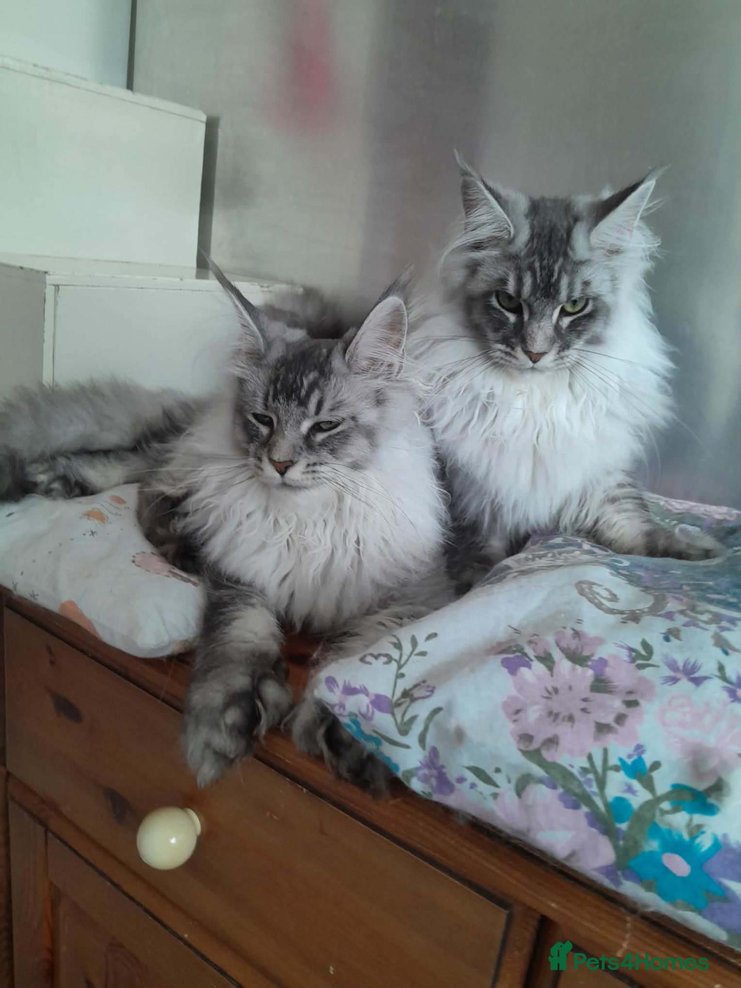 Maine Coon cats black silver/smoke TICA 3G boy&girl maine coon - Advert 1