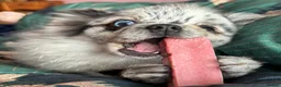 Pomeranian dogs for stud: Merle Pomeranian  in Colchester - Advert 1