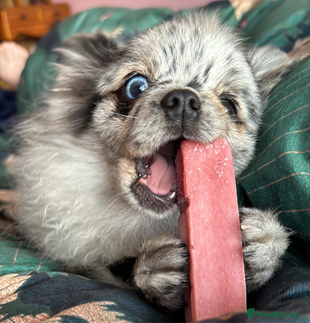 Pomeranian dogs for stud: Merle Pomeranian  in Colchester - Advert 1