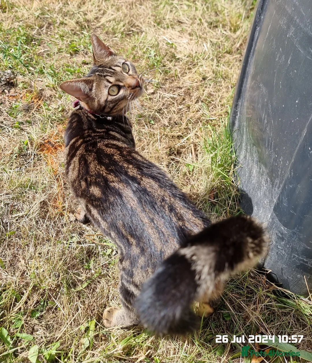 Brazilian Shorthair cats for sale: Family of 3 gorgeous cats for adoption - Advert 13
