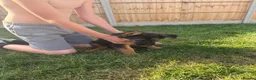 German Shepherd dogs for sale: German Shepard puppies  - Advert 10