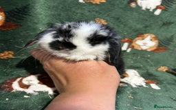 Mini Lop rabbits for sale: Beautiful True to Type Baby Mini Lops  - Image 5