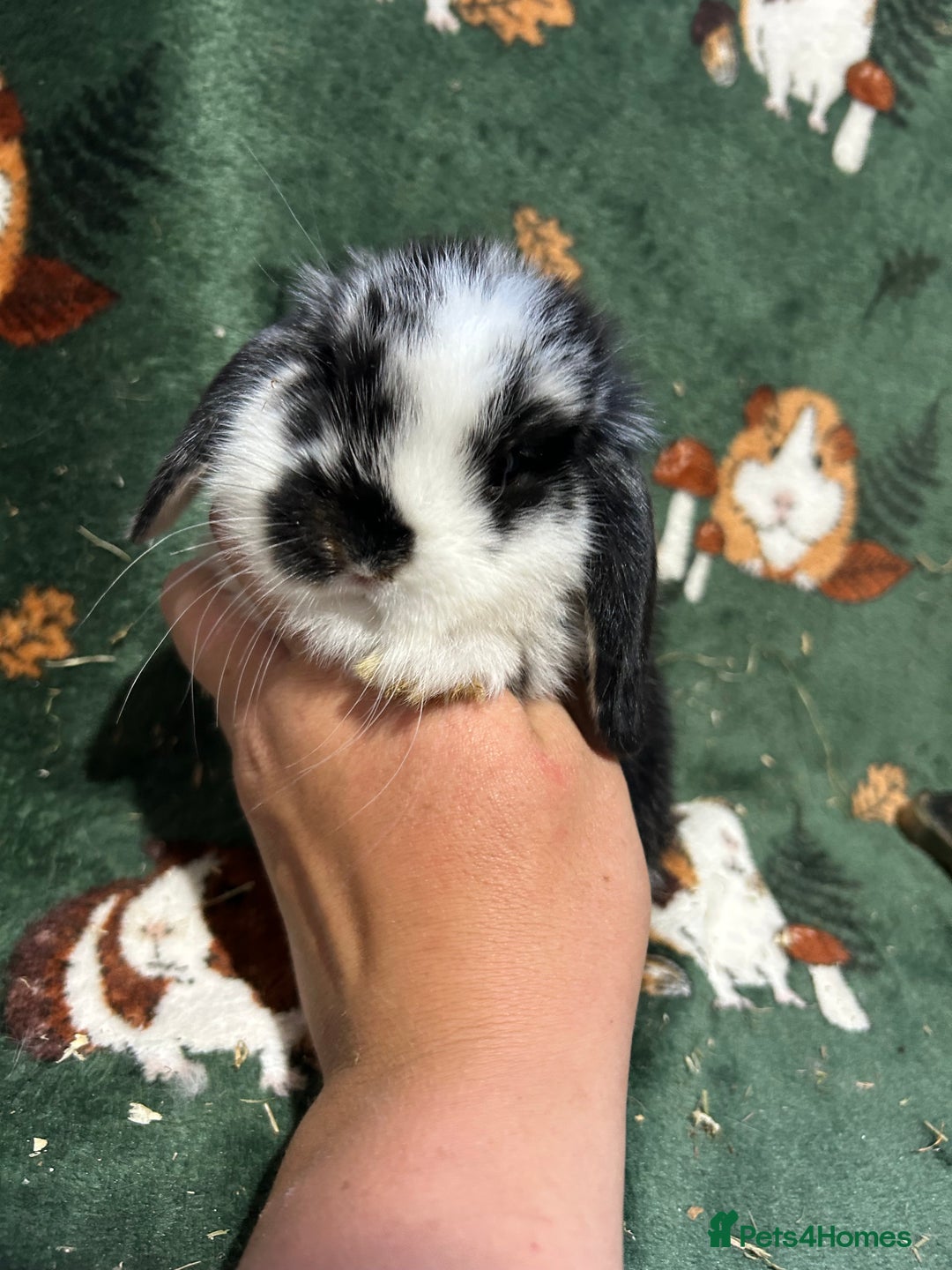Mini Lop rabbits for sale: Beautiful True to Type Baby Mini Lops  - Image 5
