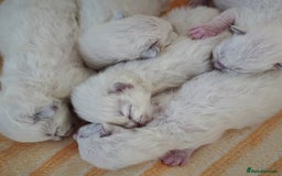 Ragdoll cats for sale: From Our Hearts to Yours – Ragdoll Kittens 💕 - Image 10
