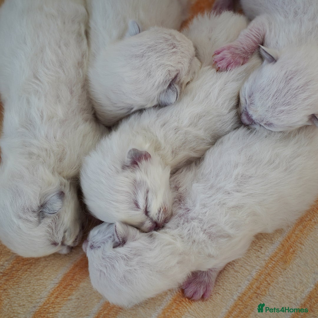 Ragdoll cats for sale: From Our Hearts to Yours – Ragdoll Kittens 💕 - Image 10