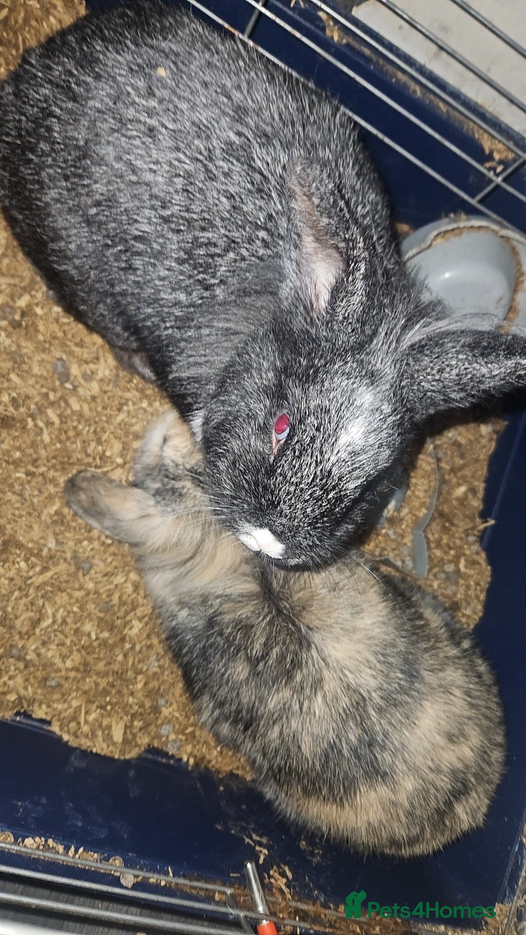 Mixed Breed rabbits for sale: Male rabbits for sale - Advert 2