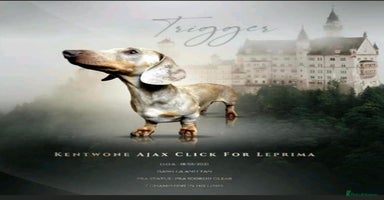 Miniature Dachshund dogs in Mexborough - Advert 6