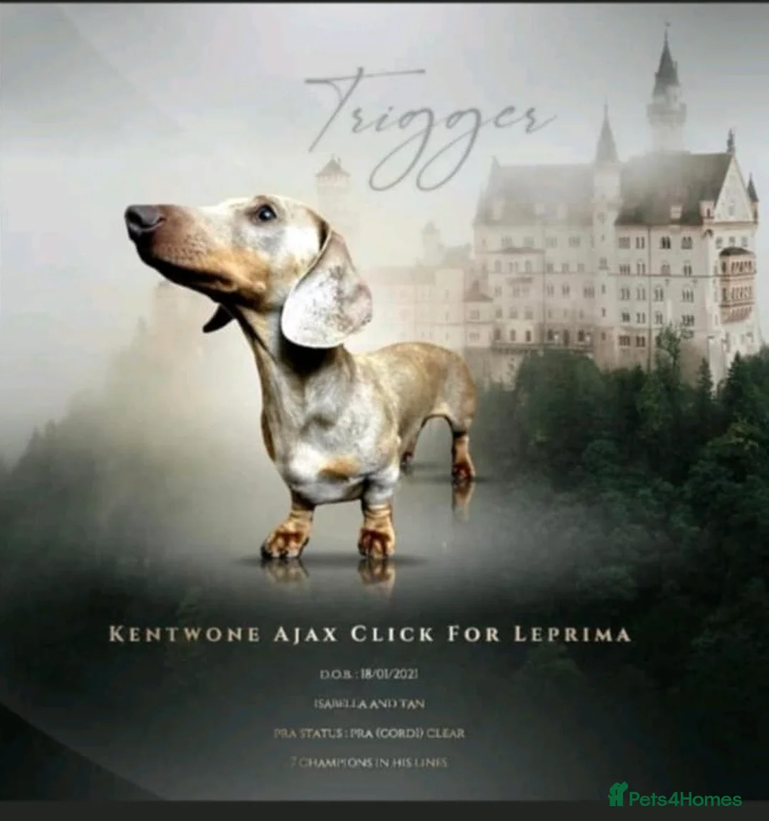 Miniature Dachshund dogs for stud: ⭐️ TRIGGER⭐️ smooth hair Isabella & Tan STUD in Mexborough - Advert 2