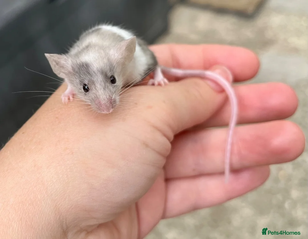 Mouse rodents for sale: Baby fancy mice - lovely temperaments  in Didcot - Advert 2