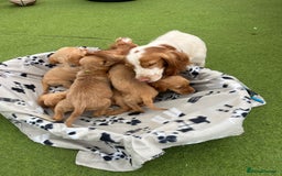 Cocker Spaniel dogs for sale: Five beautiful cocker spaniels - Image 23