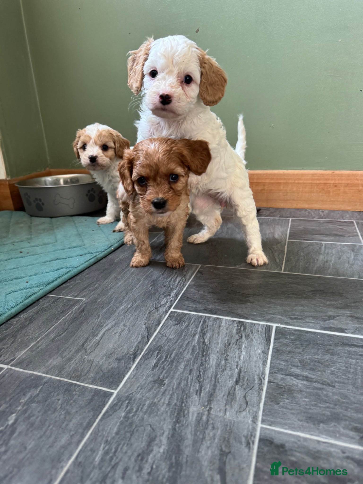 Cavapoo dogs Red cavapoo puppies - Advert 2