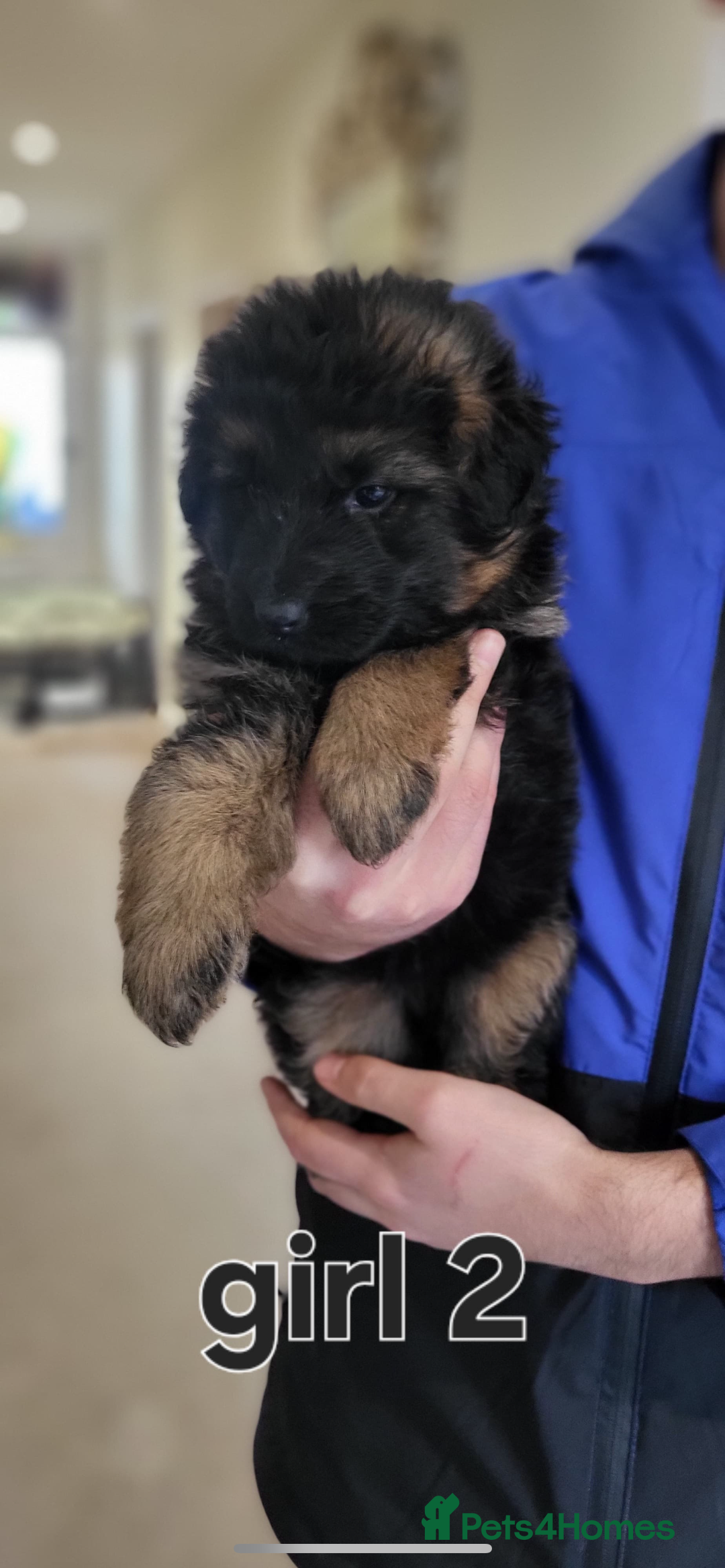 German Shepherd dogs for sale: Premium Pedigree GSD Puppies – Champion Bloodlines - Advert 17