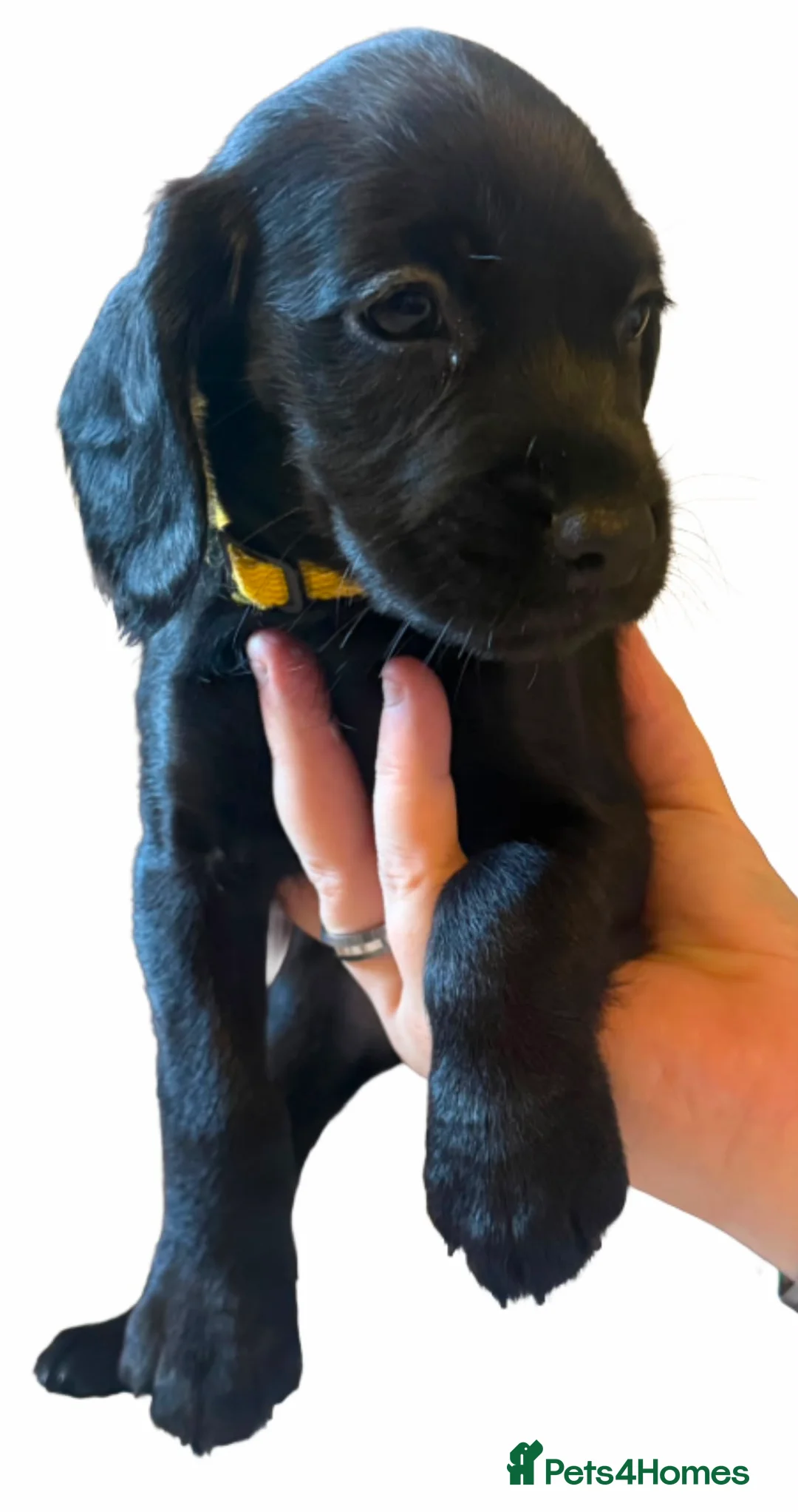 Mixed Breed dogs for sale: Cocker spaniel Jack Russell cross - Advert 2