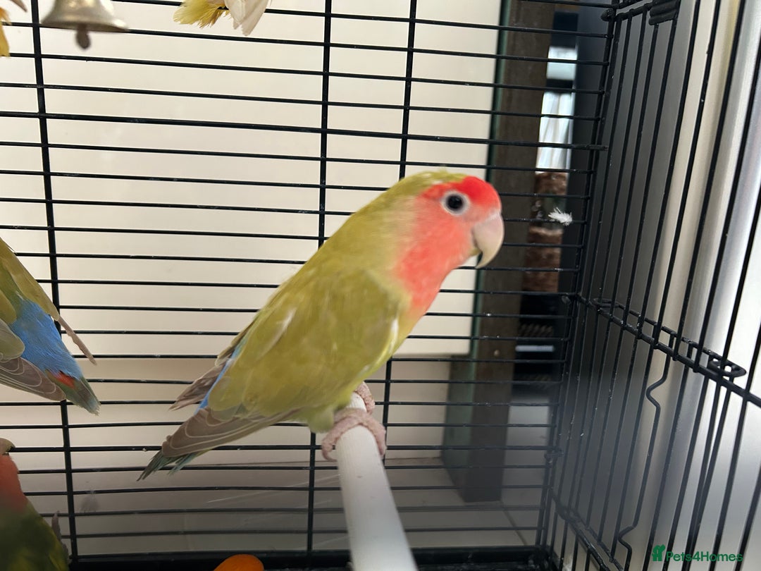 Lovebirds birds for sale: Love Birds for sale, all in good health  - Advert 10