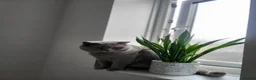 British Shorthair cats for sale: British Shorthair kittens - Advert 5