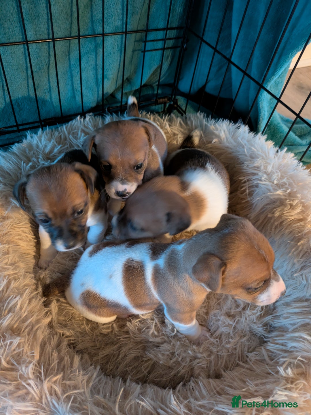 Jack Russell dogs for sale: Jack Russell puppies - Advert 2