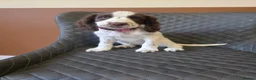 Sprocker dogs for sale: Beautiful Sprocker pups ready now. - Advert 12