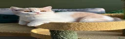 British Shorthair cats for sale: Gccf registered bsh kittens-1 girl left-ready now - Advert 19