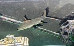 Sharks fish for sale: Silver Bala shark/ 2x snow white pleco - Image 3