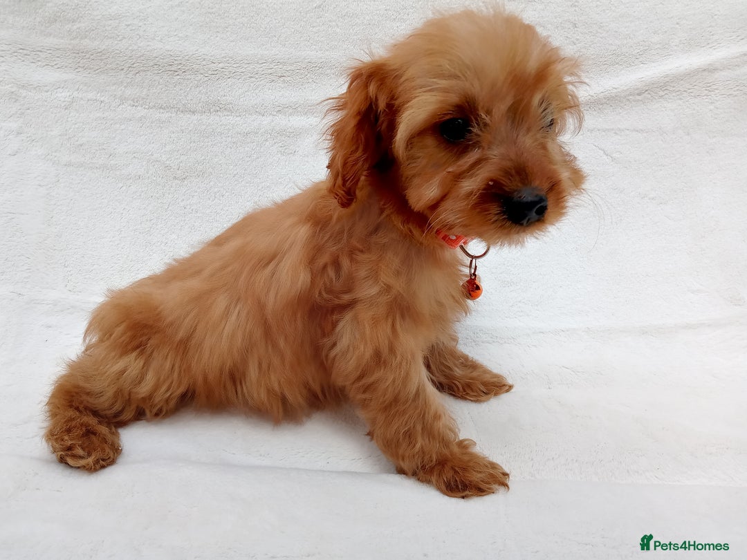 Cavapoo dogs for sale: Cavapoo puppies  - Image 8
