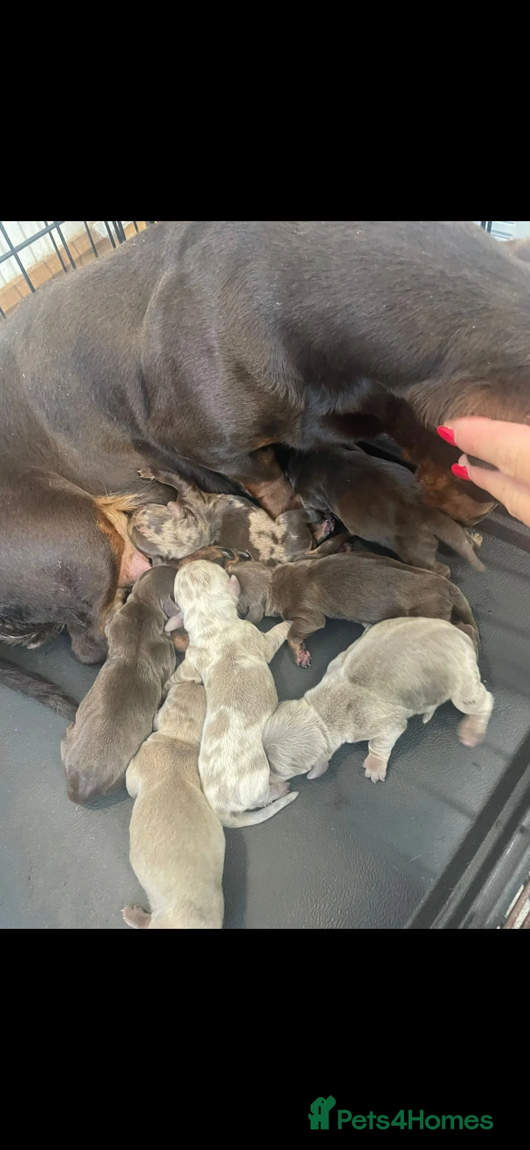 Miniature Dachshund dogs for stud: Chocolate tweed dapple mini daxy VERY EXPERIENCED in Bolton - Advert 13