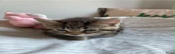Mixed Breed cats for sale: Mixed breed kittens - Advert 3