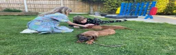 Rhodesian Ridgeback dogs for sale: 2 outstanding boys looking for forever homes  - Advert 5