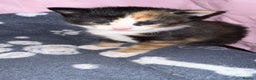 Mixed Breed cats for sale:  Beautiful tortoise shell half maincoon kittens  - Advert 4